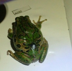 Gastrotheca riobambae