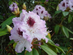Rhododendron