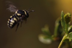 Anthidiellum ehrhorni