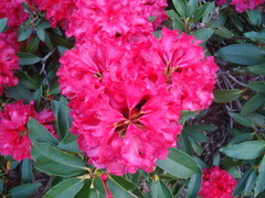 Rhododendron