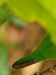 Leucodrepana serratilinea