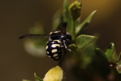 Anthidiellum ehrhorni