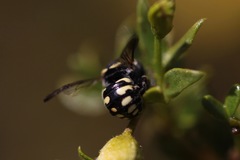 Anthidiellum ehrhorni