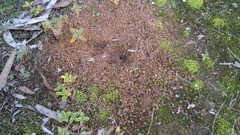 Camponotus fergusoni