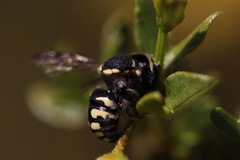 Anthidiellum ehrhorni