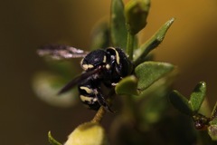 Anthidiellum ehrhorni