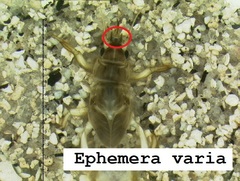 Ephemera varia