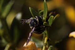 Anthidiellum ehrhorni