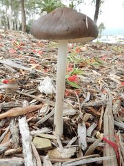 Oudemansiella gigaspora