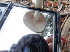 Oudemansiella gigaspora