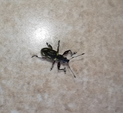 Galapaganus howdenae