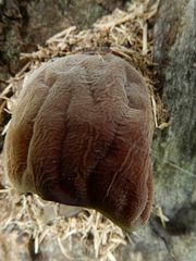 Auricularia auricula-judae