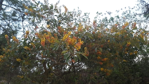 Byrsonima crassifolia