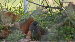 Junco hyemalis mearnsi