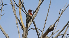 Sphyrapicus ruber × nuchalis