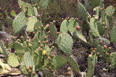 Opuntia × occidentalis