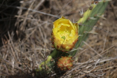 Opuntia × occidentalis