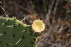 Opuntia × occidentalis