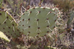 Opuntia × occidentalis