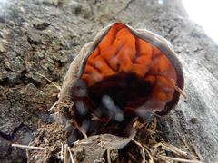 Auricularia auricula-judae