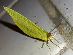 Aphrissa statira statira