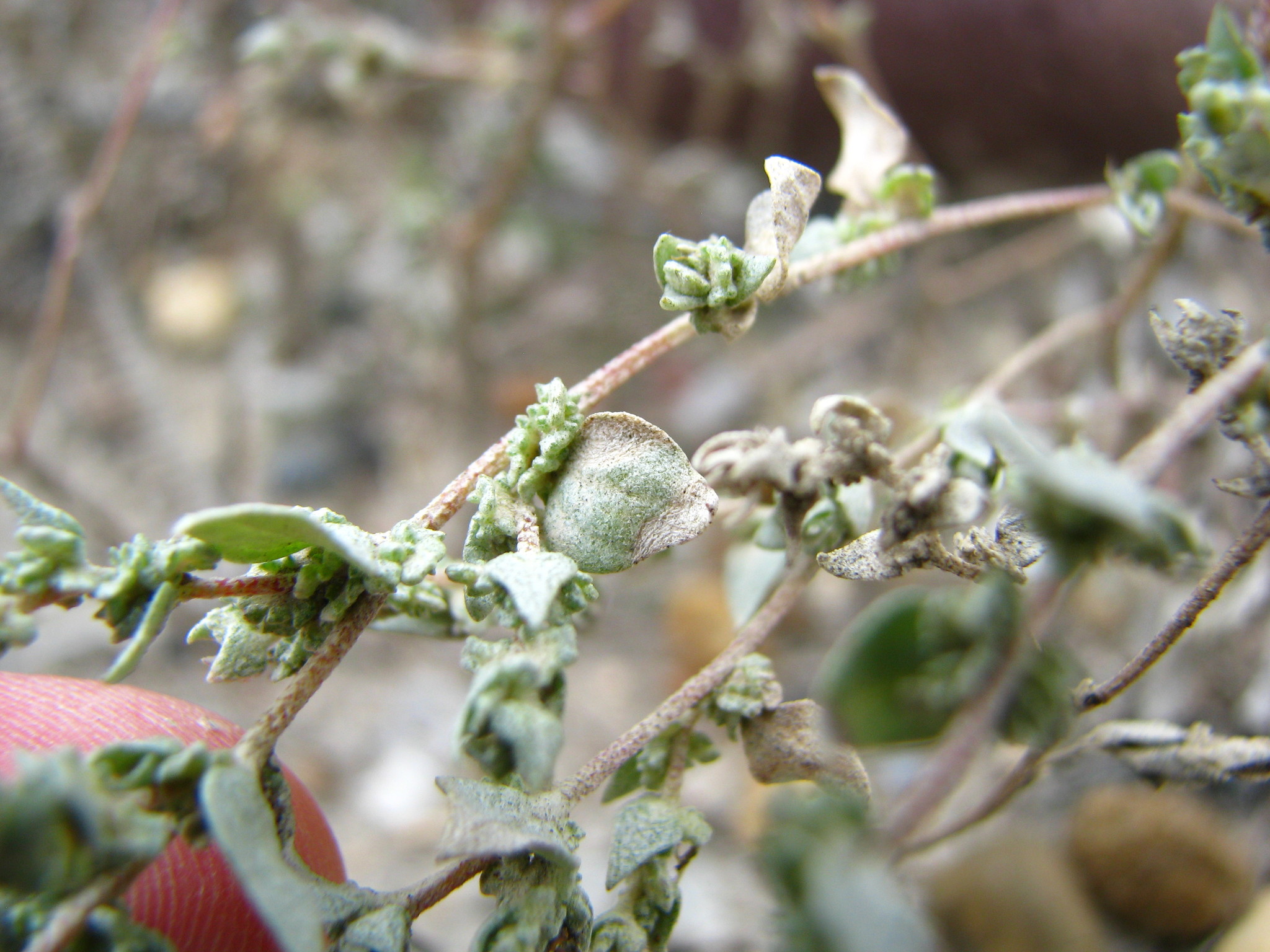 Atriplex powellii