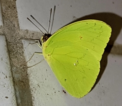 Aphrissa statira statira