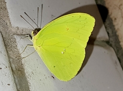 Aphrissa statira statira