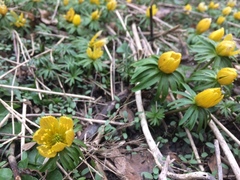 Eranthis hyemalis