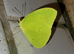 Aphrissa statira statira