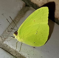 Aphrissa statira statira