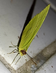 Aphrissa statira statira