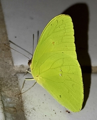 Aphrissa statira statira