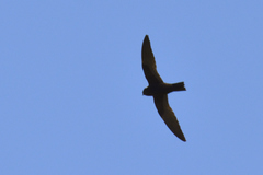 Streptoprocne semicollaris