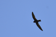 Streptoprocne semicollaris