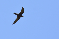 Streptoprocne semicollaris