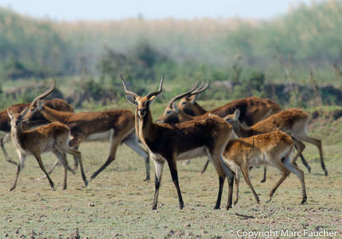 Black Lechwe