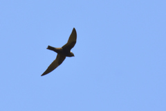 Streptoprocne semicollaris