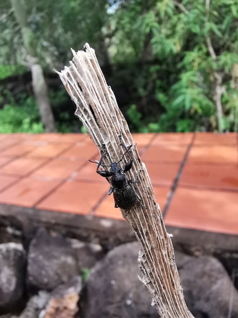 Galapaganus vandykei