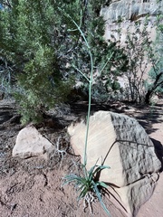 Frasera albomarginata