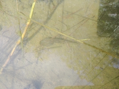 Lithobates neovolcanicus