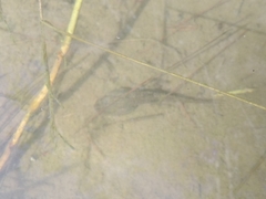 Lithobates neovolcanicus