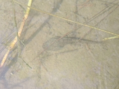 Lithobates neovolcanicus