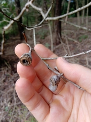 Eucalyptus longifolia