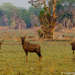 Tsessebe de Bangweulu - Photo (c) pfaucher, algunos derechos reservados (CC BY-NC), subido por pfaucher