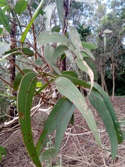Eucalyptus longifolia