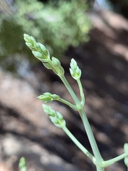 Frasera albomarginata