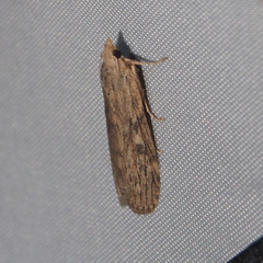 Lamoria adaptella