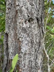 Pinus elliottii elliottii
