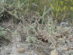 Atriplex powellii powellii